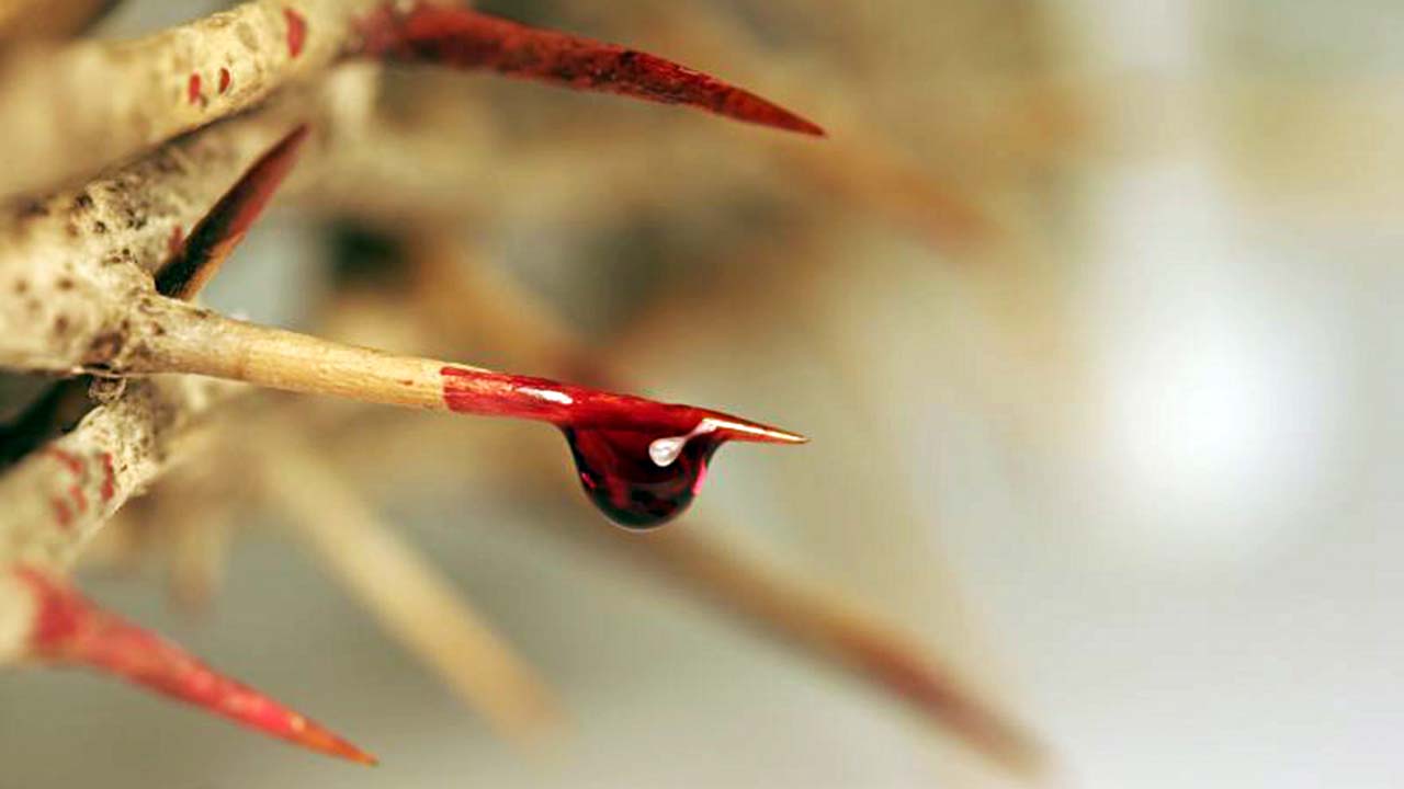 O mês de Julho – dedicado ao Preciosíssimo Sangue de Jesus